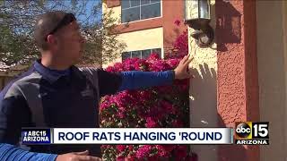 Valley residents have trouble with "roof rats"