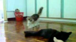 Domestic Long Hair Cat Owner's Pet - 3 Years 5 Months, Kiki from Petaling Jaya, Selangor