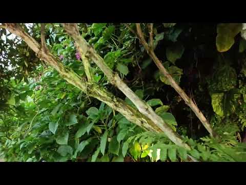 Singapore,Gardens of the bay ,CLOUD FOREST🌳🌳