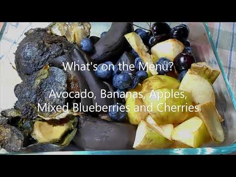 Feeding the Worm Bin Again, Last Feeding on July 29, 2020- Worm Bin Start up date 07/07/20