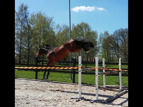 Durango VDL - Zuidhorn 3yrs