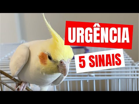 CALOPSITAS | 5 SINAIS DE EMERGÊNCIA