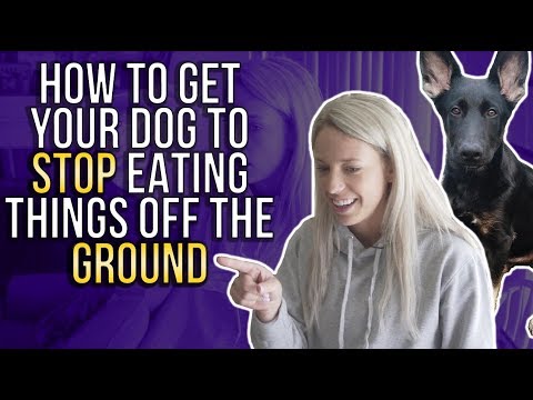 HOW TO GET YOUR DOG TO STOP EATING THINGS OFF THE GROUND
