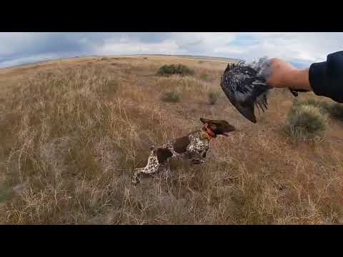 Once a gun shy, bird shy, and human shy Bird Dog...