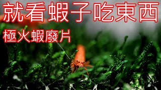 水族廢片 | 看蝦子在水草中覓食 | 極火蝦 | 米蝦