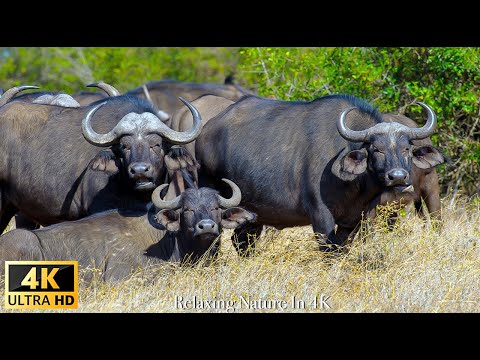 Survive the Wild | 4K Wildlife / 4K TV: African buffalo,Lions,... - Relaxation & Calming Music