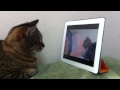 Cat watches cat watching nyan cat 