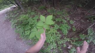 Collecting Sarsaparilla