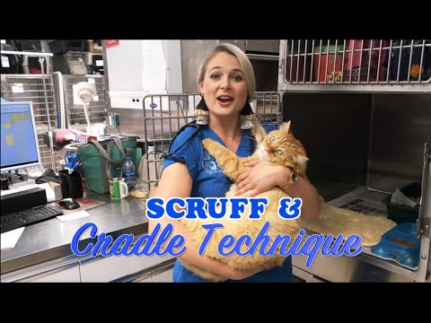 How to pick-up and hold a Cat? | Cat Scruff Technique