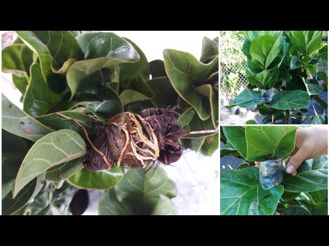 , title : 'Nhân giống cây bàng Singapore Ficus lyrata (Fiddle-leaf fig) bằng cách chiết cành'