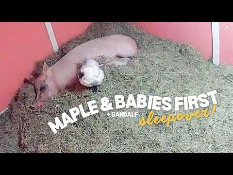 Rescued Pig & Her New Adopted Babies Have Their FIRST Sleepover! 🐷💤