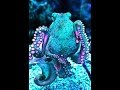 MARC ALMOND (SOFT CELL) "THE SEA SAYS" (1987) OCEAN INVERTEBRATES (BEST HD QUALITY)
