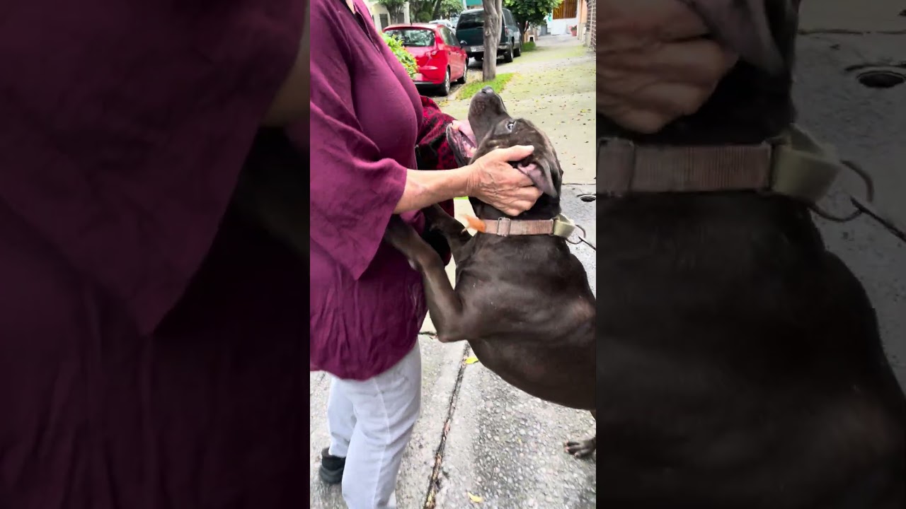 Enlarge DRILLA, a Adoptable mixed breed in Langley, BC video 6/6