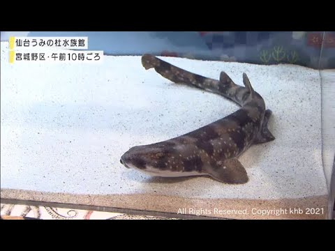 仙台うみの杜水族館：トラザメ展示（ニュース）