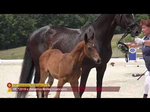 KN3: HF v. Bailamos Biolley / Lanciano