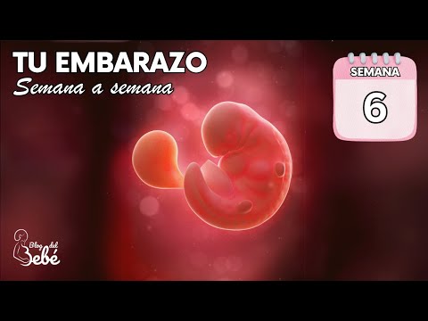 ❤️ Week 6 of Pregnancy 🤰 Symptoms, Tips, and Baby Development | Pregnancy Week by Week