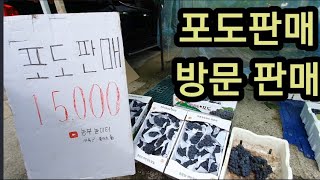 포도 판매합니다. 택배불가. 방문하셔야~
