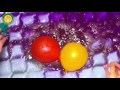 5 Wet Colours Balloons Learn Colors Water Balloon Finger Family Nursery Rhymes Compilation