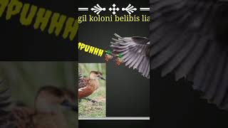 Download lagu suara pikat burung blibis mangil kawanan blibis liar🦆🦆🦆🦆🦆 mp3