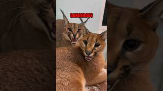Download lagu The Most Dangerous Domesticated Cat: The Caracal! #shorts #cat #caracal mp3