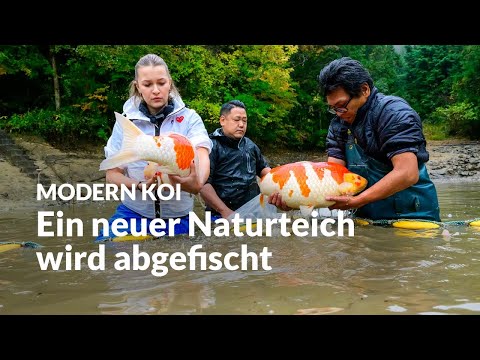 The Ikeage Imada No. 2 | Modern Koi Blog Japan #7773