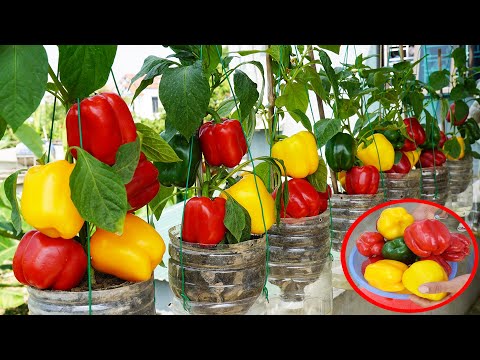 How to Grow Bell Peppers in Plastic Bottles at Home – Super Easy and Economical