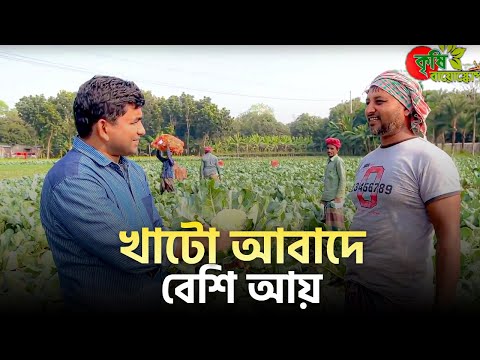 খাটো আবাদে বেশি আয়-Higher income in short term cultivation
