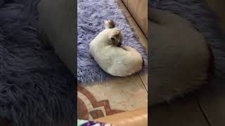 Bitsy, found in a box in Miami is now safe with 100+ Bitsy, found in a box in Miami is now safe with 100+