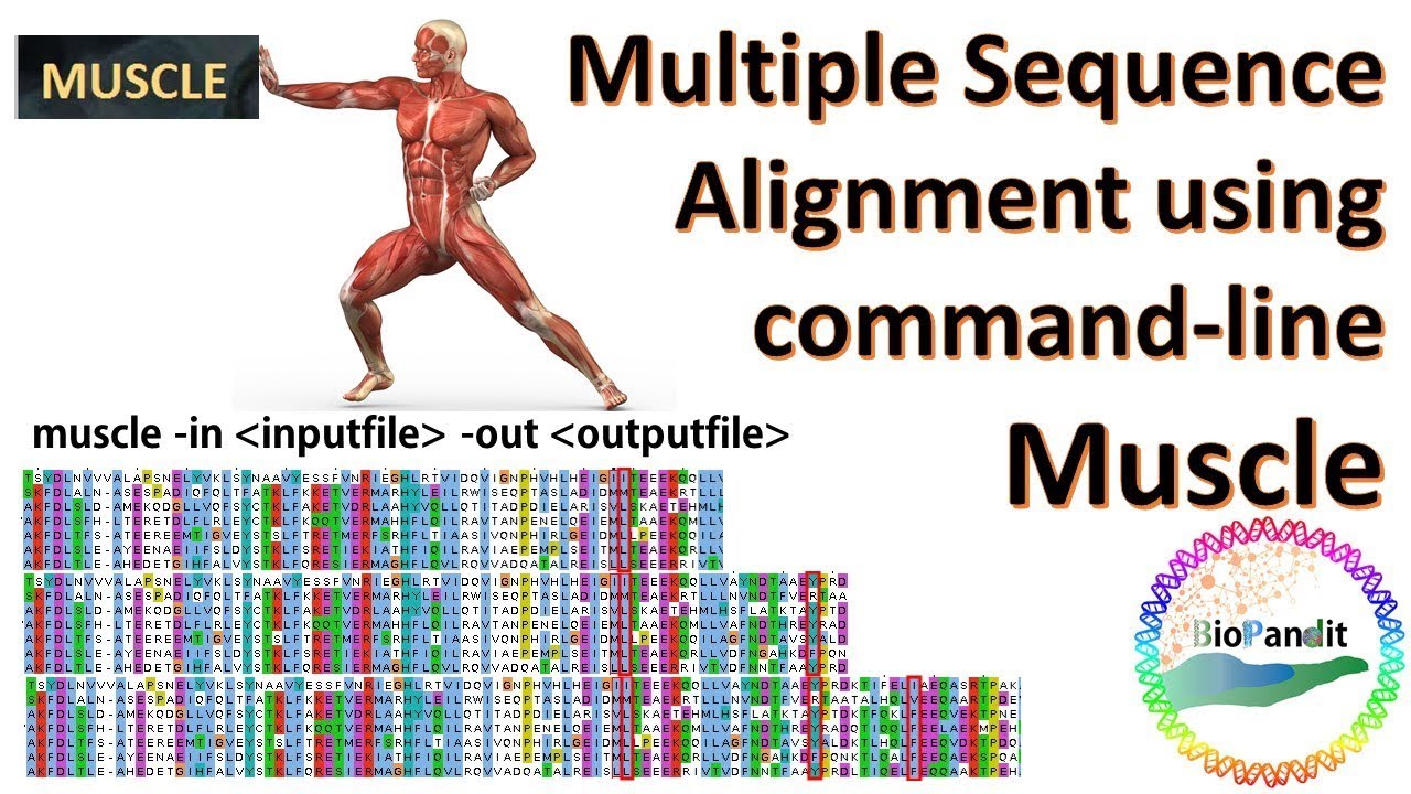 Multiple Sequence Alignment using MUSCLE