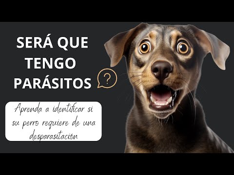 Cómo saber si mi perro tiene parásitos intestinales?