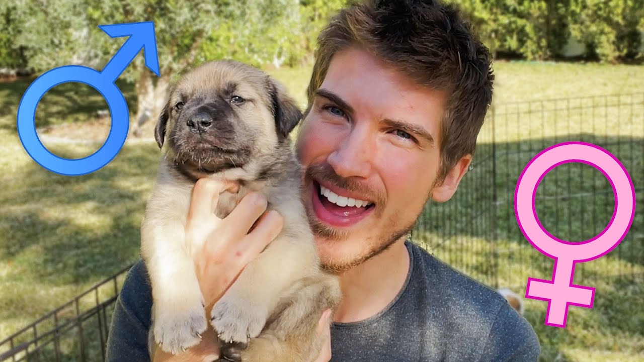 Naming My Rescue Puppies & Revealing Their Genders!