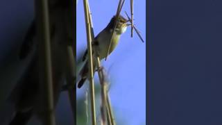 Download lagu 🔴 Suaranya mengerikan! Burung Ciblek di luar negeri mp3 Download lagu 🔴 Suaranya mengerikan! Burung Ciblek di luar negeri mp3