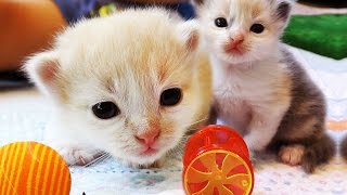 КОШКИ В НОВОМ ДОМИКЕ Видео Для Детей ПРО КОШКИ Play with Cat Funny Cats Video