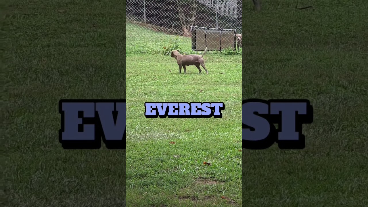 Everest, a Adoptable Mixed Breed in Columbus, NC video 6/6