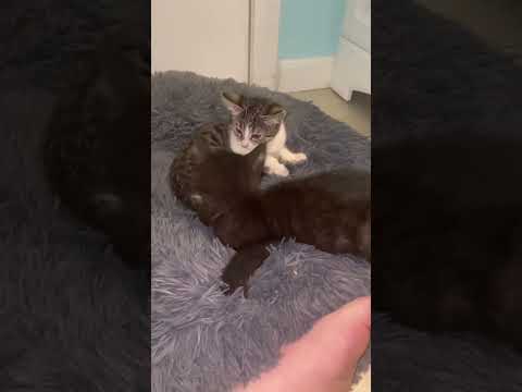 Ysera's Story so far