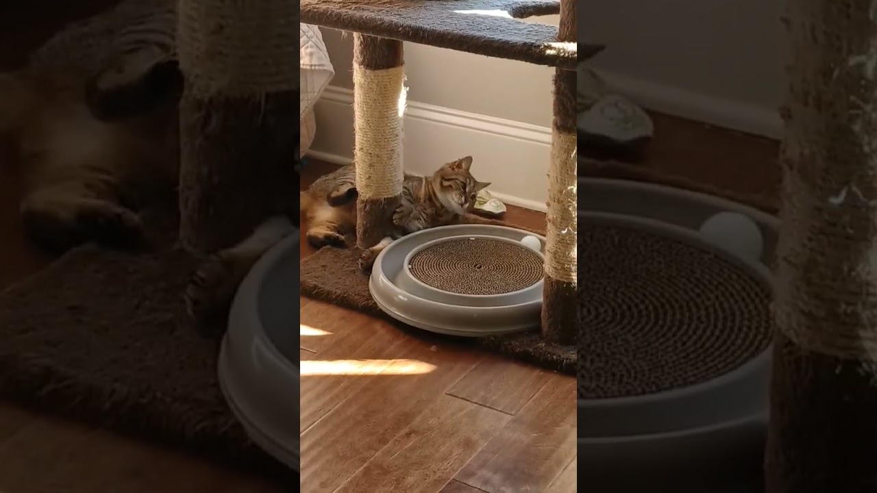 Tulip, a Adoptable American Shorthair in Huntsville, AL video 6/6