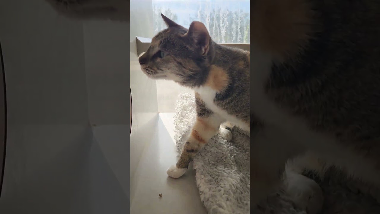 Enlarge Lovely Liliana, an adopted Domestic Short Hair in Houston, TX video 1/5