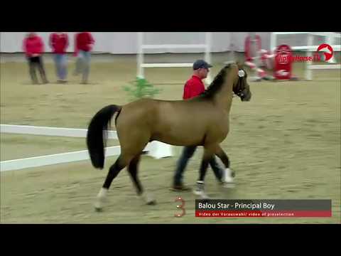 03 Junghengst v. Balou Star - Principal Boy