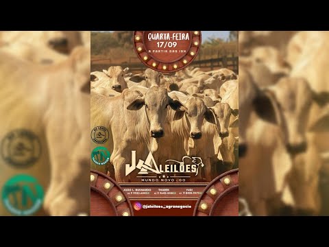 J A LEILÕES -  MUNDO NOVO - GO  - 17/09/25