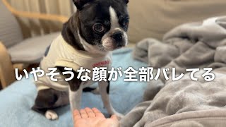 ボストンテリアの“やる気ゼロ”なお手