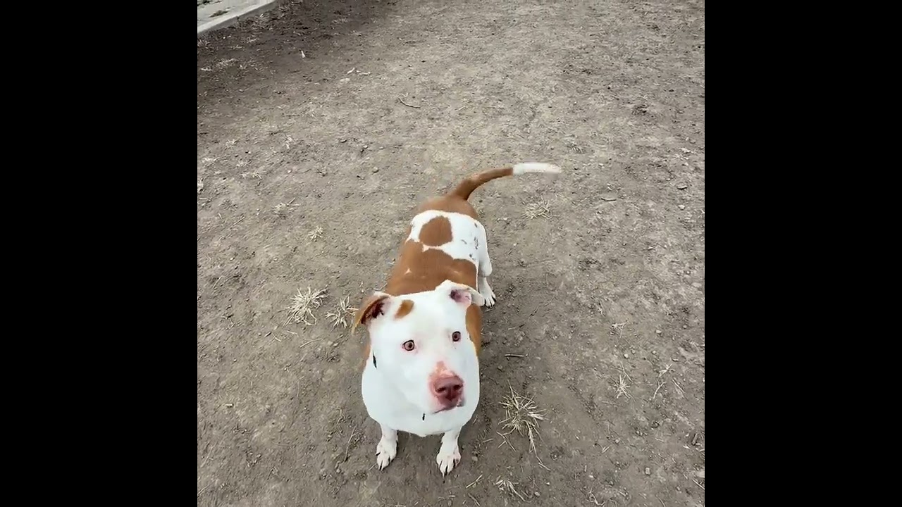 Enlarge Duke *CL*, a Adoptable American Staffordshire Terrier in Kansas City, MO video 4/4