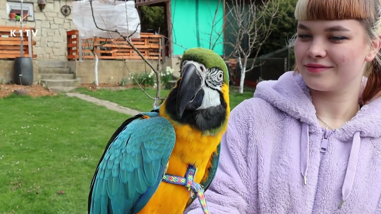 Papoušci do škol chystají příměstský tábor