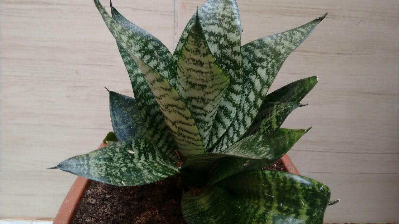 Mini espada de São Jorge como plantar e cuidar.