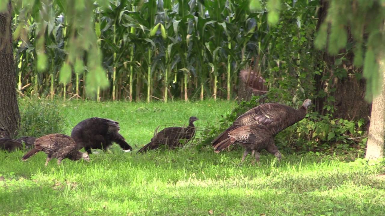 Turkeys in Shopiere Wisconsin
