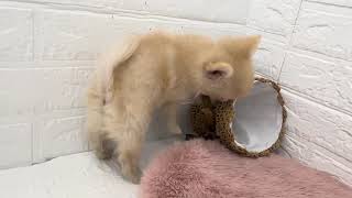 ハーフ犬の動画01