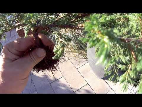 Die ersten beiden Bonsai Experimente selber Drahten   Mal schauen was draus wird