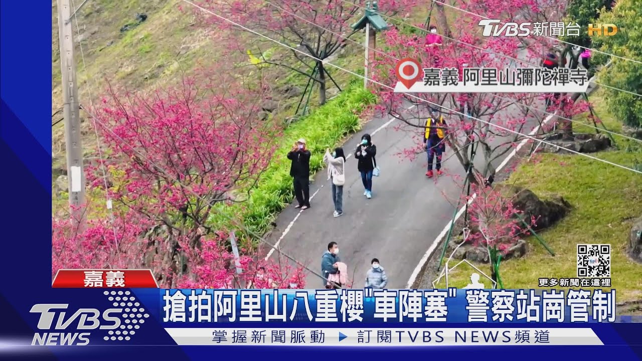 台北沒雨泡腳池滿　阿里山好天氣湧賞櫻潮