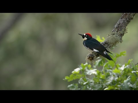 The Anomalies: The Acorn Woodpecker | bioGraphic - YouTube
