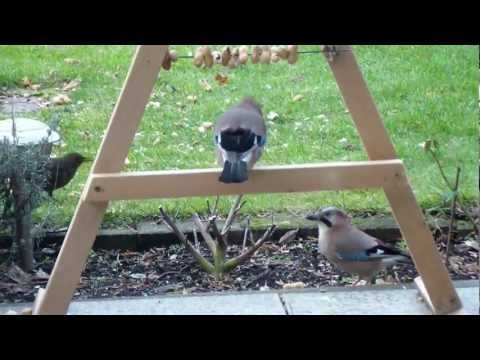 Eichelhäher Teil 3  Februar 2013 HD Jay part 3 February 2013 HD