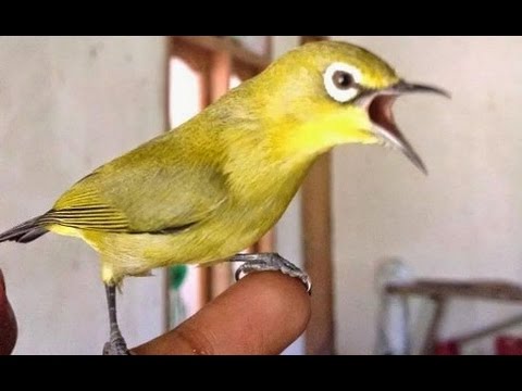 From Call Meant What Suara Burung Pleci Gacor Ngalas Mp3